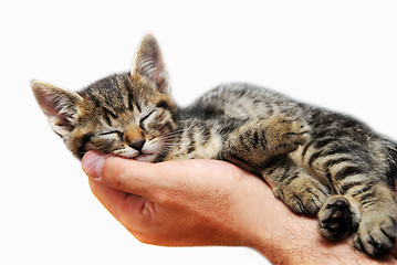 Image showing Kitty sleeping in arms