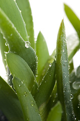 Image showing Aloe vera - herbal medicine 