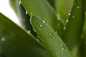 Image showing Aloe vera - herbal medicine 