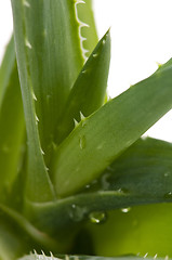 Image showing Aloe vera - herbal medicine 