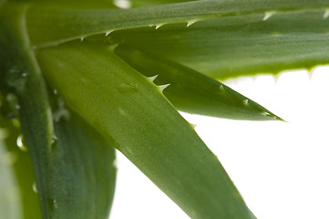 Image showing Aloe vera - herbal medicine 