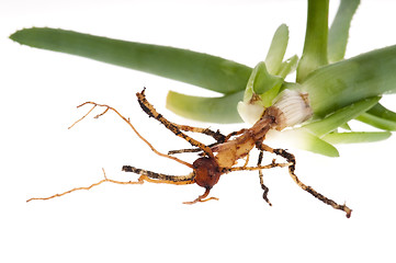 Image showing Aloe vera with root system