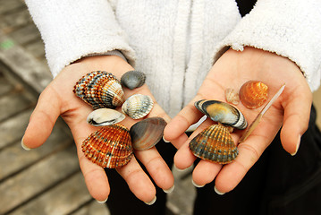 Image showing Sea Shells in hands