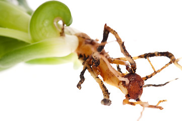 Image showing Aloe vera with root system