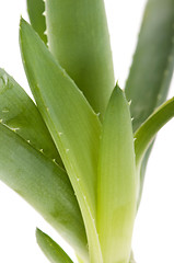 Image showing Aloe vera - herbal medicine 