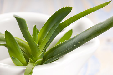 Image showing Aloe vera - herbal medicine 