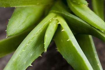 Image showing Aloe vera - herbal medicine 