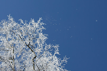 Image showing Winter tree