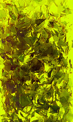 Image showing Basil leaves
