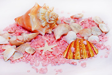 Image showing Shell decor