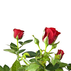 Image showing red rose bouquet isolated on white