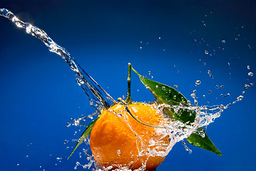 Image showing Tangerine with green leaves and water splash on blue background