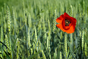 Image showing poppy on field of green wheat