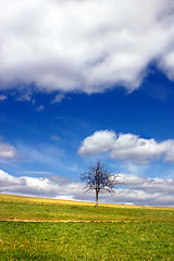 Image showing Green field and lonely tree against blue sky and clouds