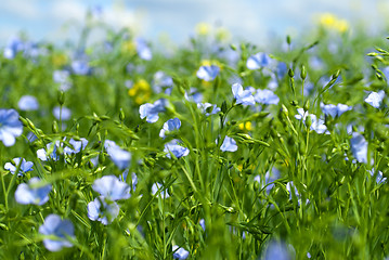 Image showing flax flowers