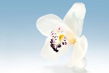 Image showing white orchid on blue