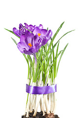 Image showing crocus bouquet isolated on white