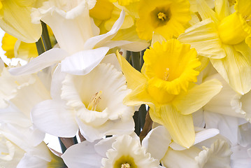 Image showing bouquet from white and yellow narcissus