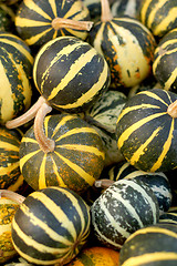 Image showing background from small pumpkins