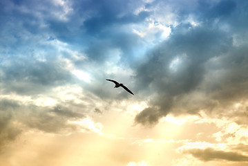 Image showing bird and dramatic clouds with sun beams