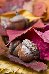 Image showing acorns with autumn leaves