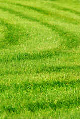 Image showing green grass background with stripes