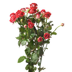 Image showing red rose bouquet isolated on white