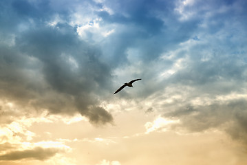 Image showing bird and dramatic clouds