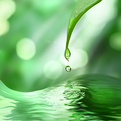 Image showing green leaf with drop of water on green sunny background