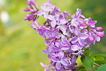 Image showing Spring lilac flowers with leaves