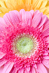 Image showing Pink daisy-gerbera with water drops isolated on white