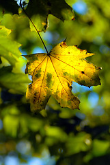 Image showing autumn maple leave