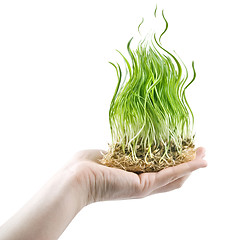 Image showing human hand holding green grass in shape of fire on white