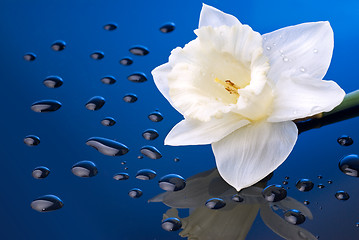 Image showing white narcissus on blue background with water drops