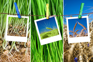 Image showing photos of wheat hang on rope with pins. Seasonal growth concept