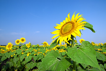 Image showing sunflower field over blue sky