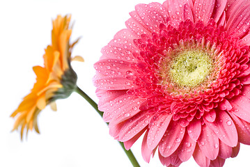 Image showing Pink daisy-gerbera with water drops isolated on white