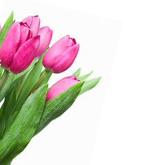 Image showing close-up pink tulips isolated on white