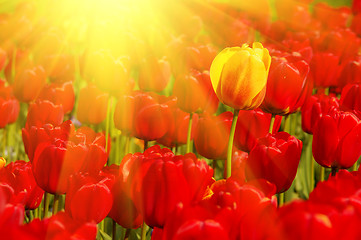 Image showing sunny field of tulips