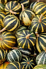 Image showing background from small pumpkins