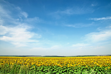 Image showing sunflower field over blue sky