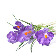 Image showing crocus bouquet isolated on white