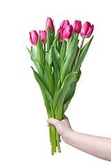 Image showing Hand with bouquet from pink tulips isolated on white