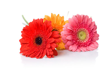 Image showing Bouquet from daisy-gerbera with water drops isolated on white