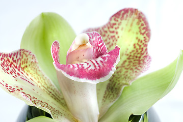 Image showing Green orchid