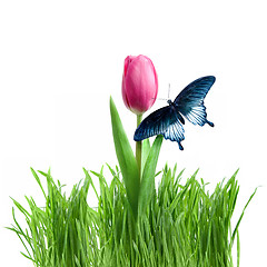 Image showing butterfly on purple tulip in green grass isolated on white