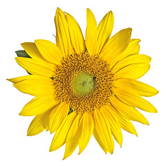 Image showing sunflower isolated on white