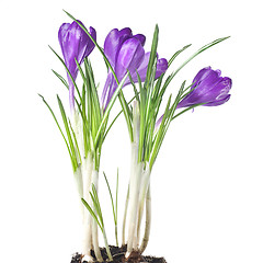 Image showing crocus bouquet isolated on white