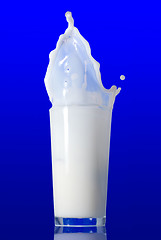 Image showing Milk splash isolated on blue