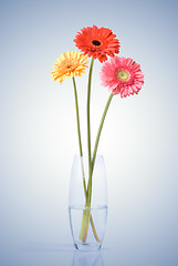 Image showing Bouquet from daisy-gerbera in glass vase
